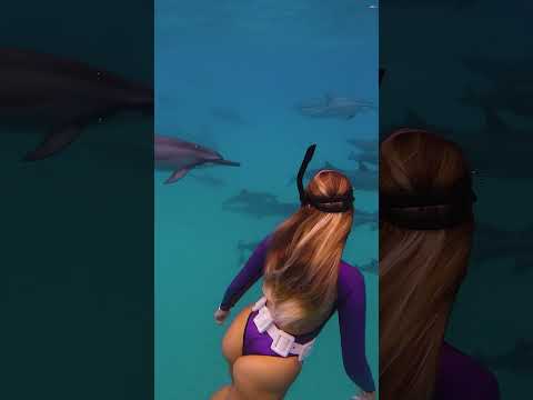 DOLPHINS ALMOST RAN ME OVER! ????  #shorts