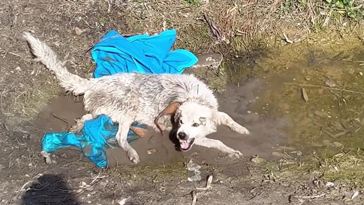 'PLEASE SAVE MY PUPPİES' THE WET MAMA DOG ENDURED THE PAİN TO CRAWL TO FİND HER PUPPİES