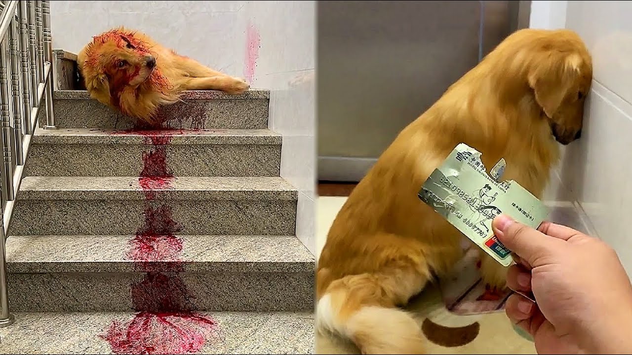 Golden Retriever bites owner's bank card???? Dog steals eat dragon fruit and pretend to die???? Funny dog