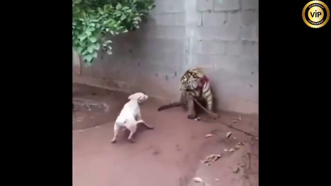 Pitbull vs tiger