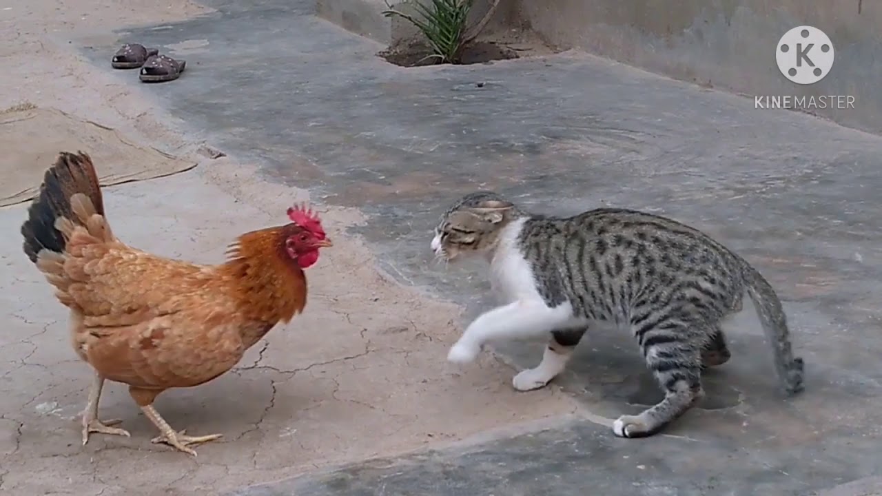 Rooster Vs Cat