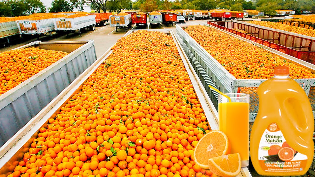 how orange juice ıs made ın factory | fresh orange juice factory process