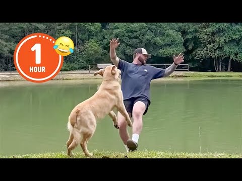 FUNNIEST Pets of         BEST Compilation