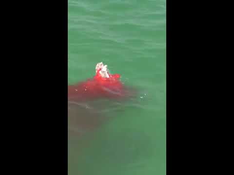BLOODY HAMMERHEAD SHARK ATTACK