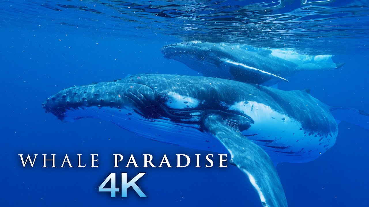 WHALE PARADİSE 4K - 1HR UNDERWATER AMBİENT NATURE RELAXATİON™ FİLM + MUSİC FOR STRESS RELİEF, SLEEP