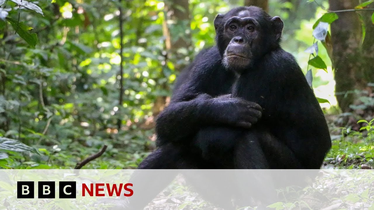Şempanzeler şifalı bitkilerle 'kendi kendilerini tedavi ediyor' - Chimpanzees ‘self-medicate’ with healing plants