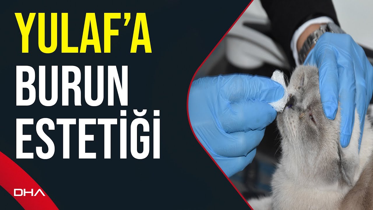 Sivas'ta solunum sıkıntısı çeken kediye estetik operasyon yapıldı