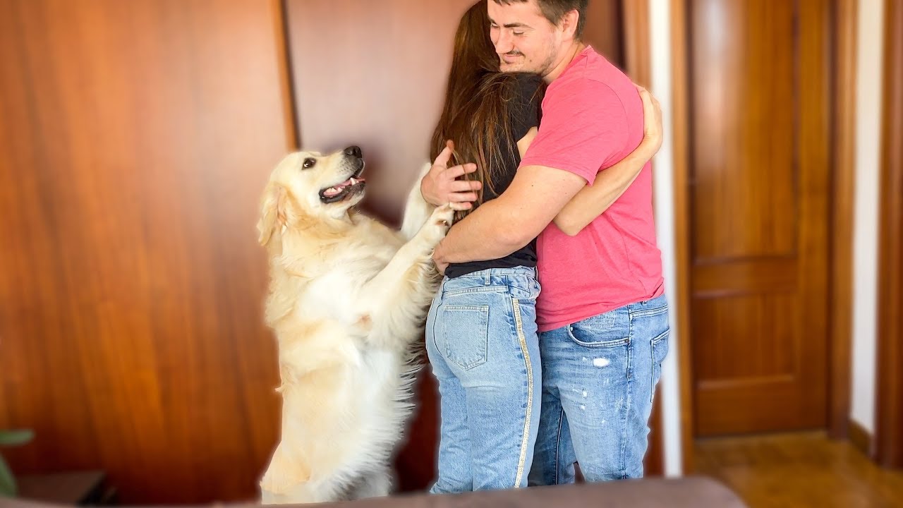 what does a golden retriever do when ı hug my wife [jealous dog bailey]