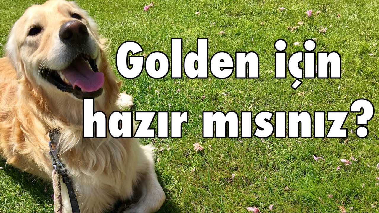 Golden için hazır mısınız? _ Having a golden retrieverEğlenceli köpek videoları