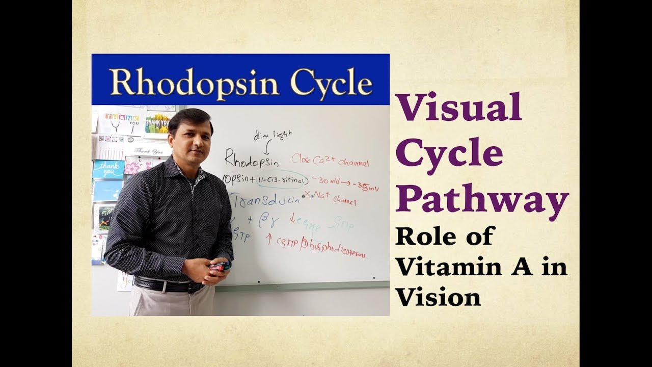 Visual Cycle and Vitamin A