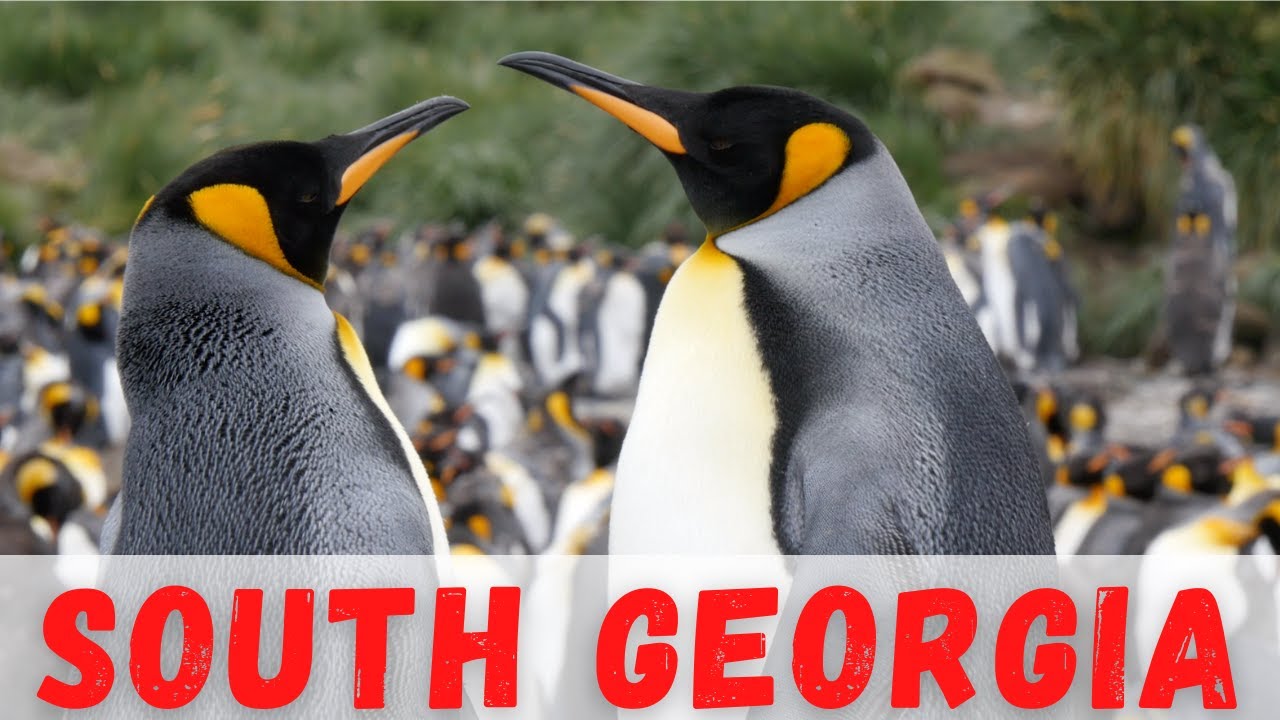 Exploring South Georgia Island (Antarctica Travel Vlog Ep16)