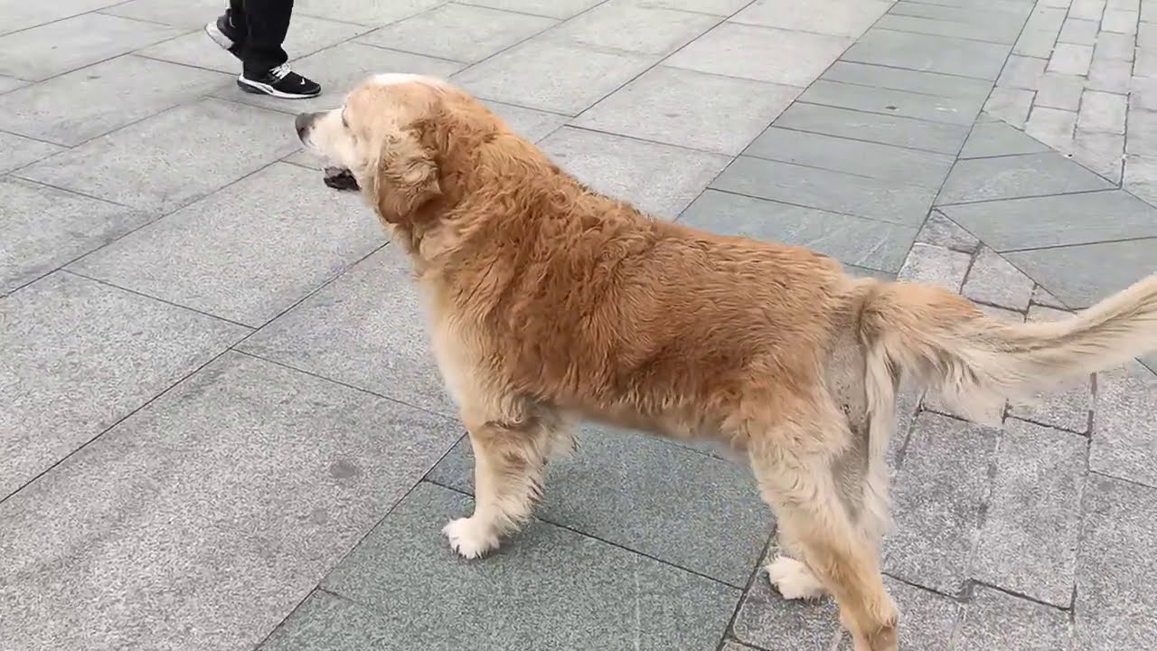 Sokakta Başıboş Golden Köpek Yakaladım. ( Büyük Ameliyat Geçirmiş.! )