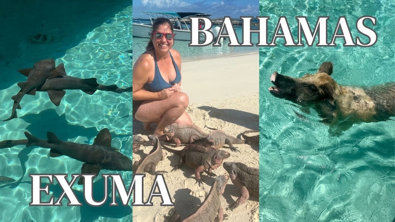 ıncredible swimming experience With pigs and nurse sharks ın bahamas