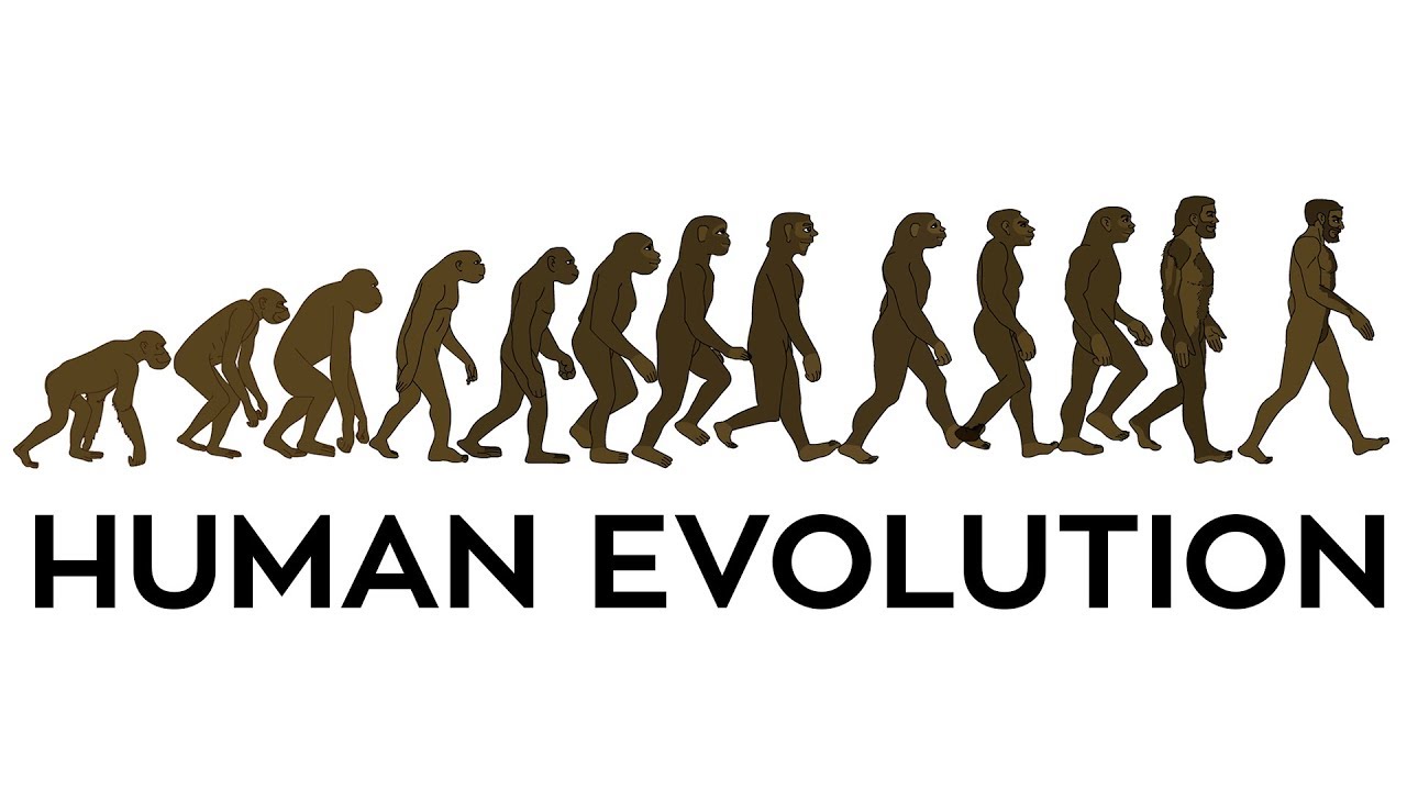 Human Evolution Animation