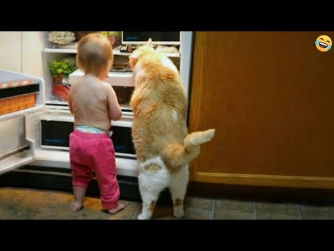 Funny ANIMALS videosFunniest CATS and DOGS 2024