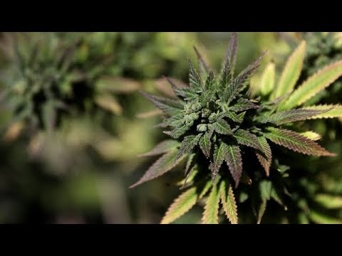 Marijuana addiction is uncommon but very real