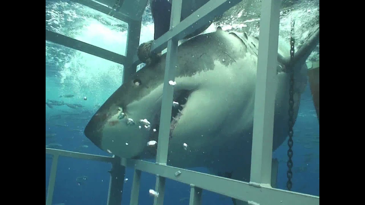 SWİMMİNG WİTH A GREAT WHİTE SHARK IN GUADALUPE, MEXİCO