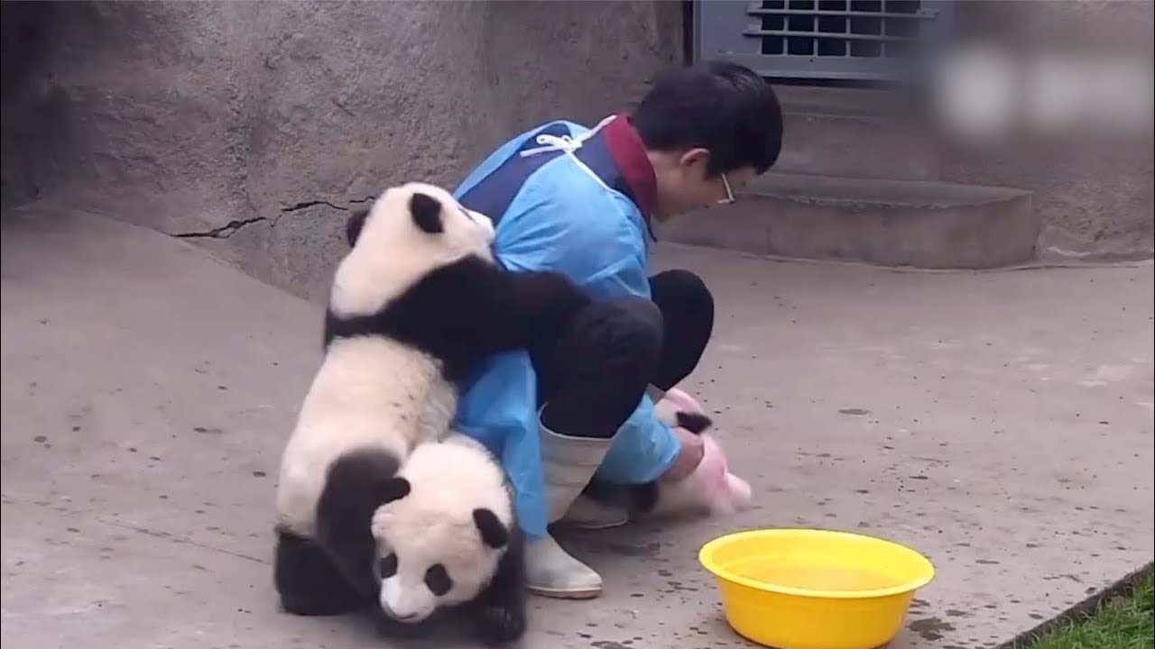 Cute alert! Giant panda cuddles with keeper during shower time
