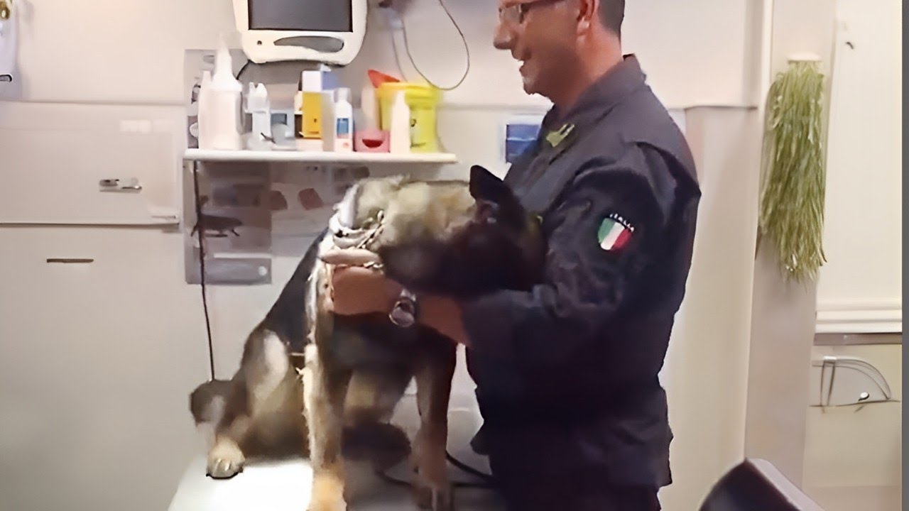 Even the Police dogs turn small at the vet???? Funny Pet Video