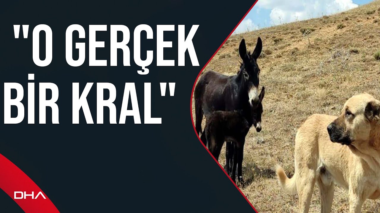 Erzurum'da 'Kral' adlı köpek  doğum yapan eşeği yalnız bırakmadı