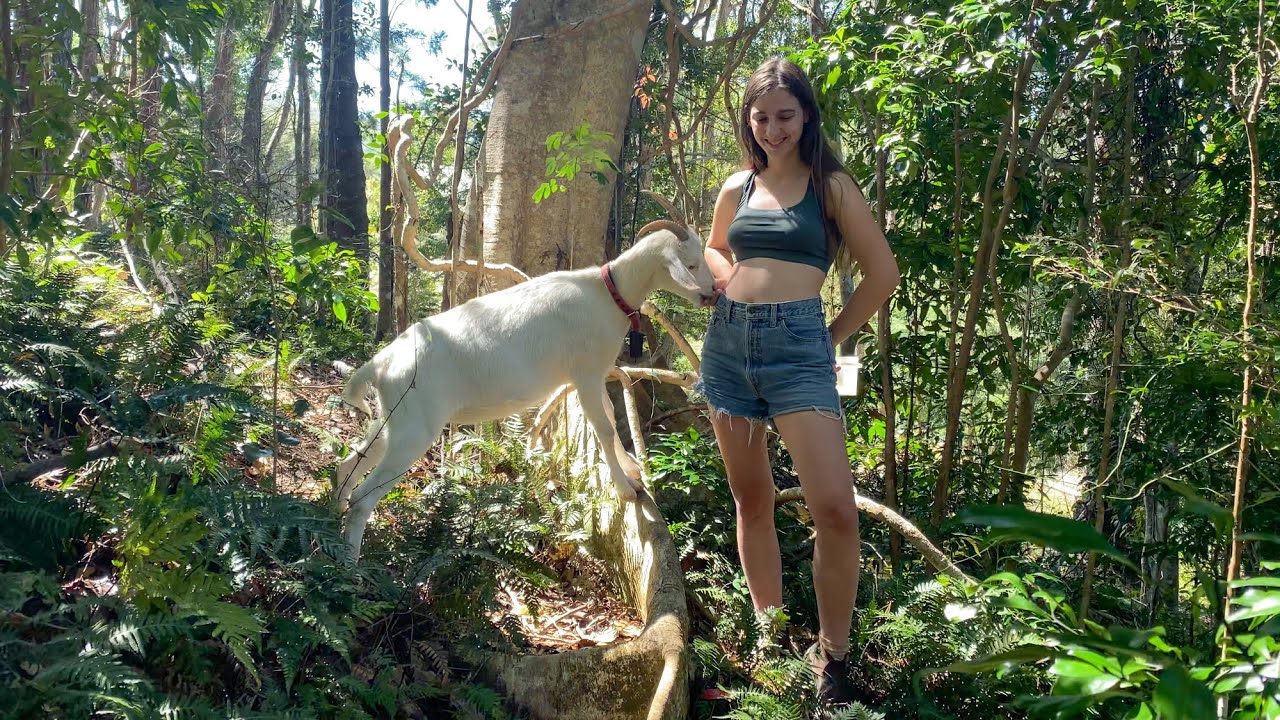 Swinging Through the Rainforest on Jungle Vines
