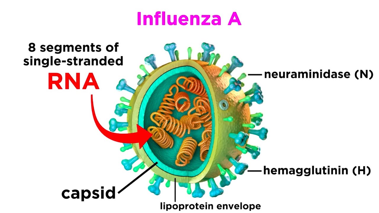 INFLUENZA (THE FLU)