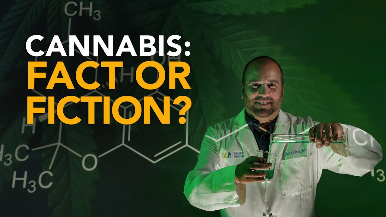 IS CANNABİS ADDİCTİVE? YOUR QUESTİONS, ANSWERED