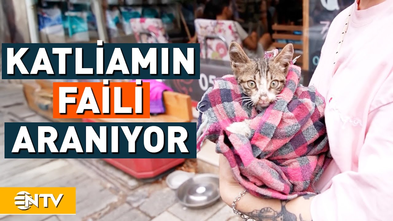 Kadıköy'de  kedi ve  köpek öldürüldü