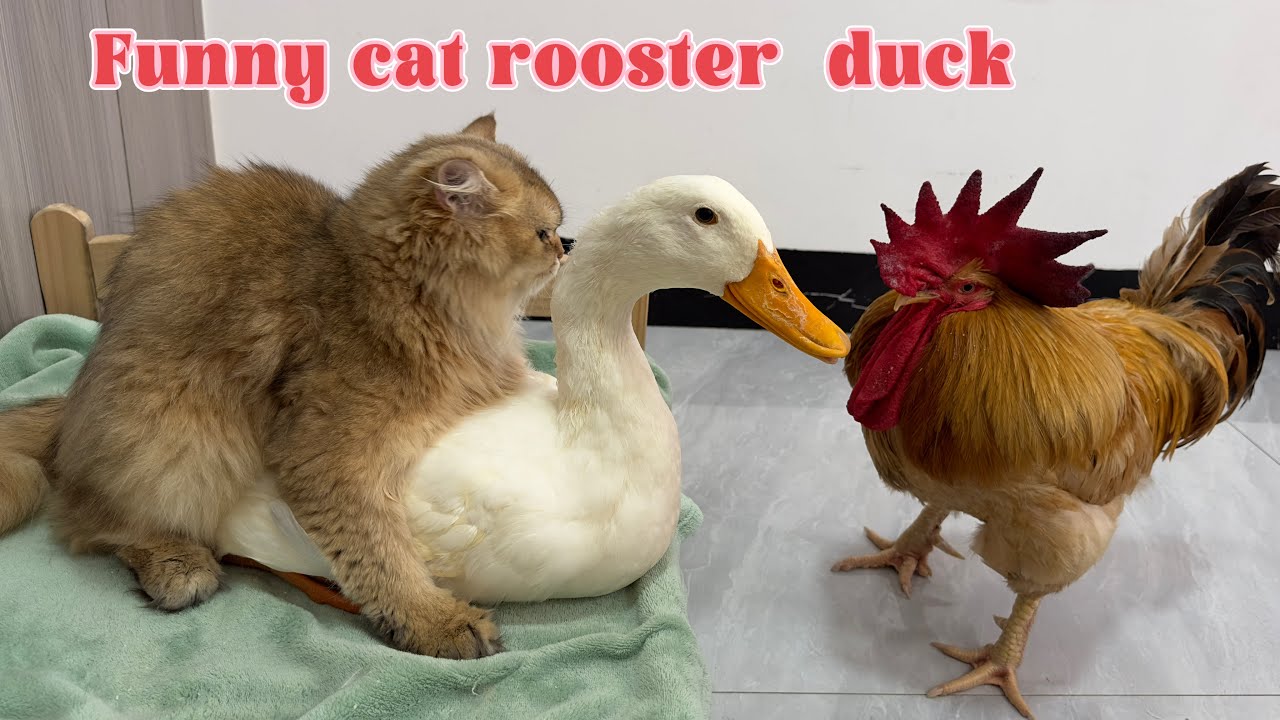 So funny cute????!The rooster and the duck were clamoring to sleep with the cat.The cat abandoned them