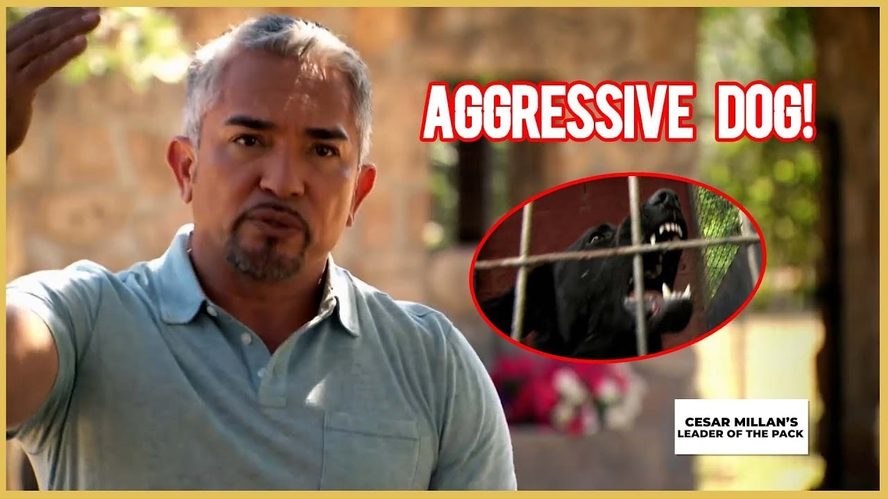 CAN I HELP THİS AGGRESSIVE DOG | LEADER OF THE PACK