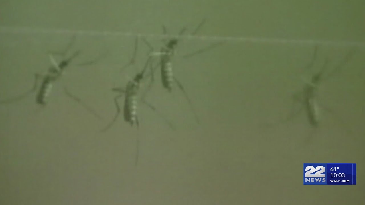 West Nile Virus continues to spread in mosquito samples across the state  including in Hampden Count