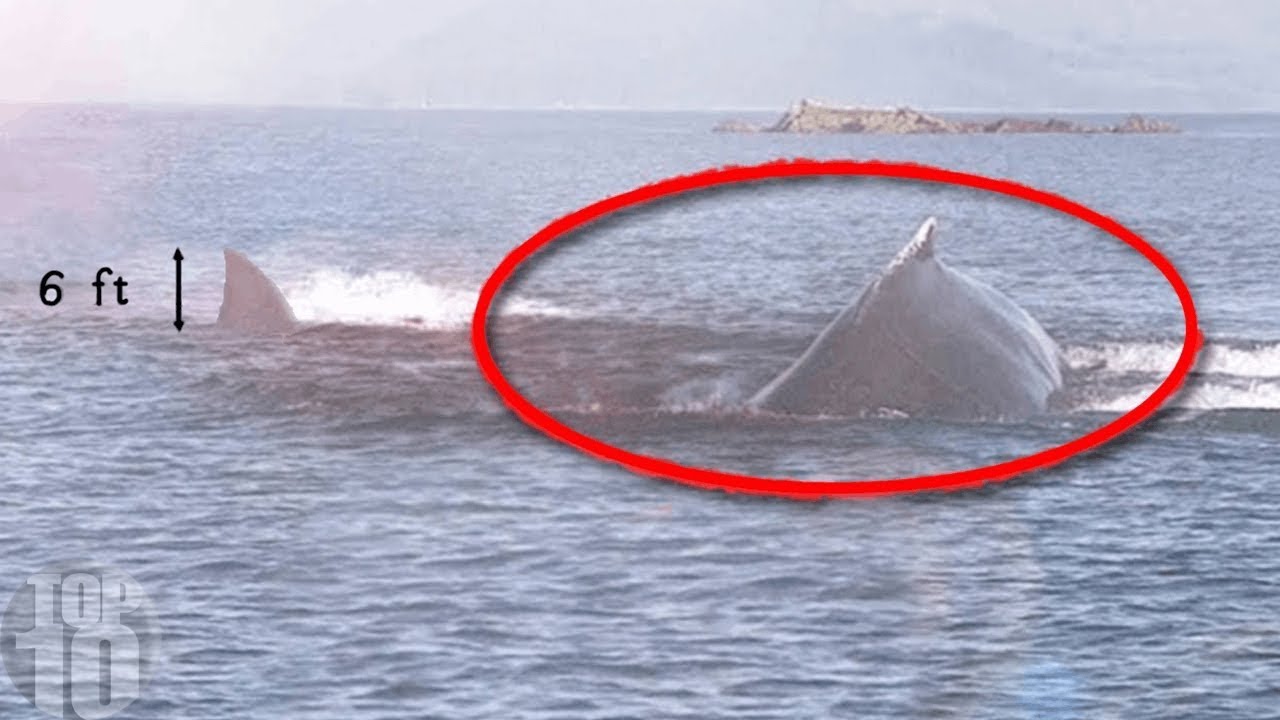 10 Megalodon Caught on Camera  Spotted In Real Life!