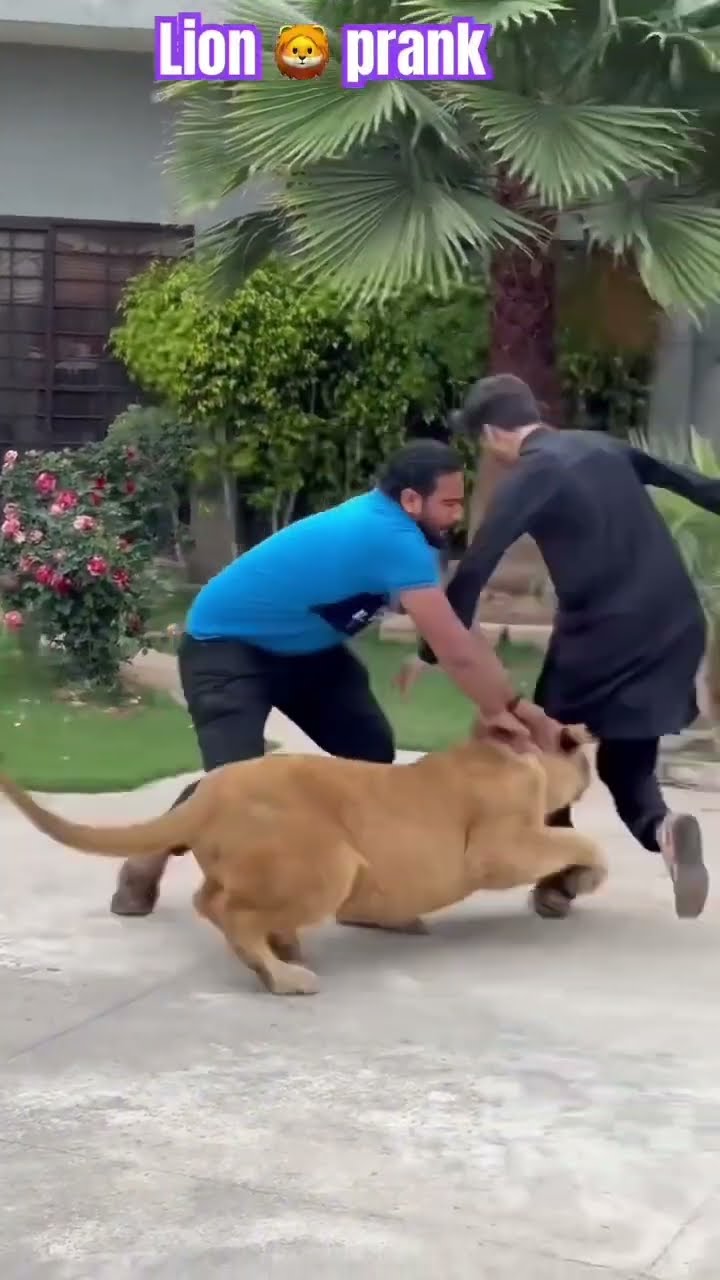 lion attack #lionslover #youtubeshorts #animaltiger #djrajput #animals #lionlover  #tigerlion