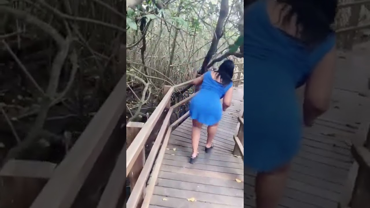 In the mangroves | Beautiful Natural places in the world | walking on the Bridge