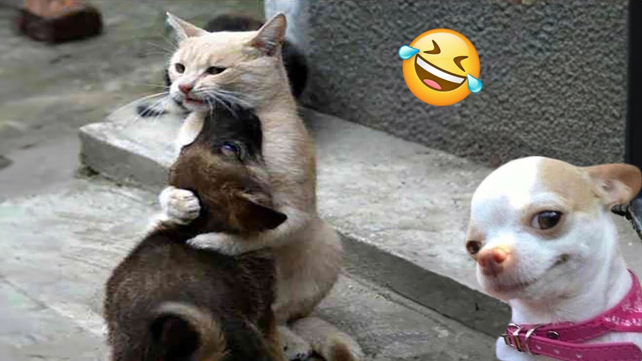 Funniest Cats And Dogs Videos  - Best Funny Animal Videos 2024 #14