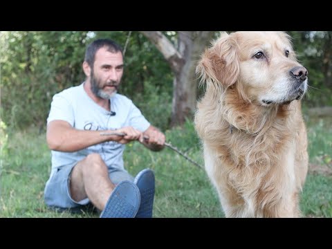 argo ile aşkımızın hikayesi | golden retriever köpek ve hayvan sevgisi | belgesel tadında