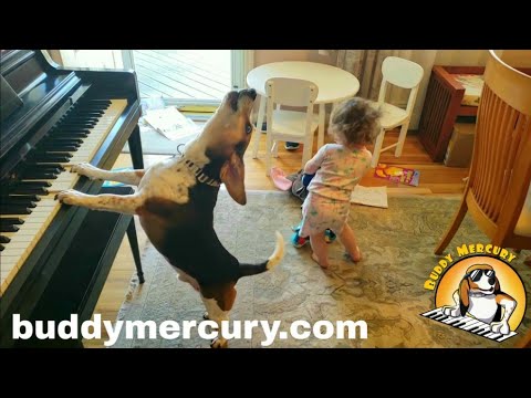 THE MOST AMAZING AND HYSTERICAL VIDEO ON THE INTERNET!!!! Feat. Buddy Mercury Dog and Lil Sis!