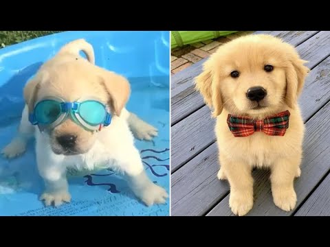 Funniest  Cutest Golden Retriever Puppies #37 - Funny Puppy Videos 2019