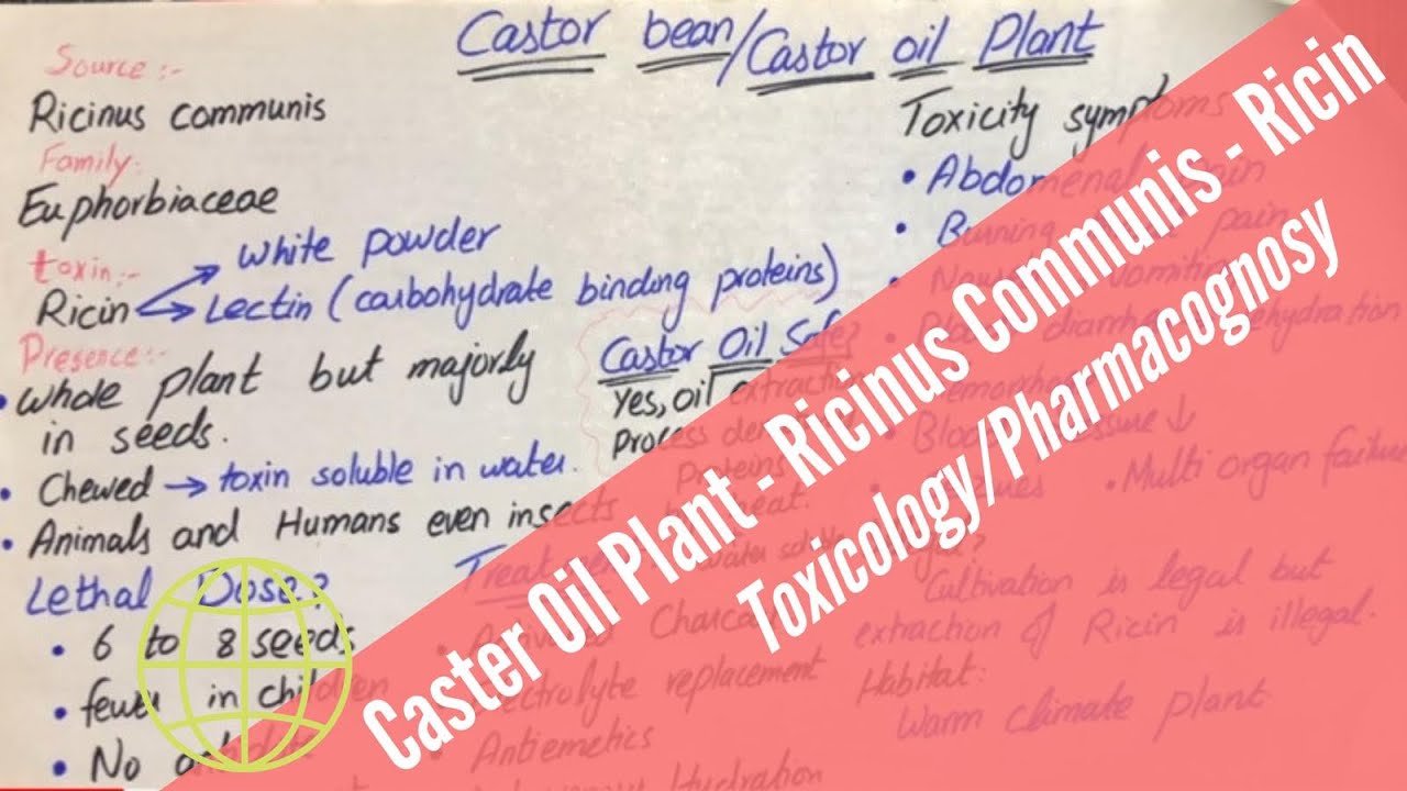 Castor Oil Plant   Ricinus communis   Ricin   Toxicology   Pharmacognosy  Urdu Hindi