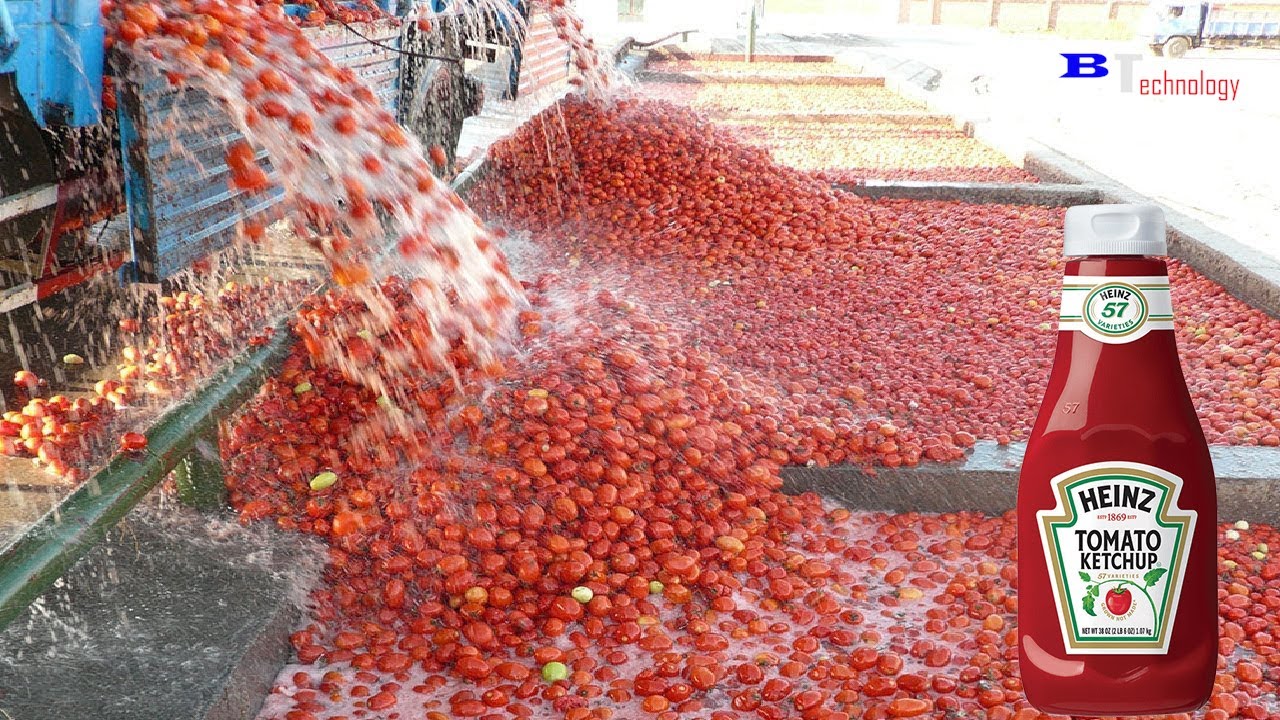 HOW TOMATO KETCHUP IS MADE, TOMATO HARVESTİNG AND PROCESSİNG PROCESS WİTH MODERN TECHNOLOGY
