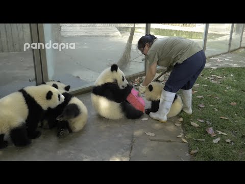 Panda cubs and nanny Mei’s war Ⅱ