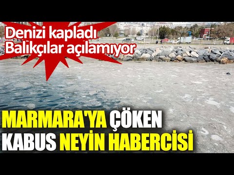 Deniz salyası (müsilaj) Marmara ve Karadeniz'de canlıları tehdit ediyor