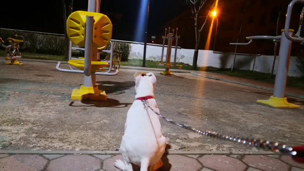 3,5 Aylık Pitbull TOMA sokak köpeği görürse 