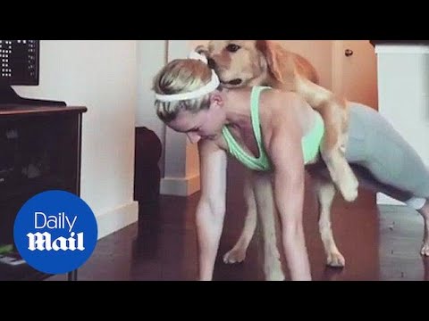 Playful dog makes push-ups impossible for his very patient owner