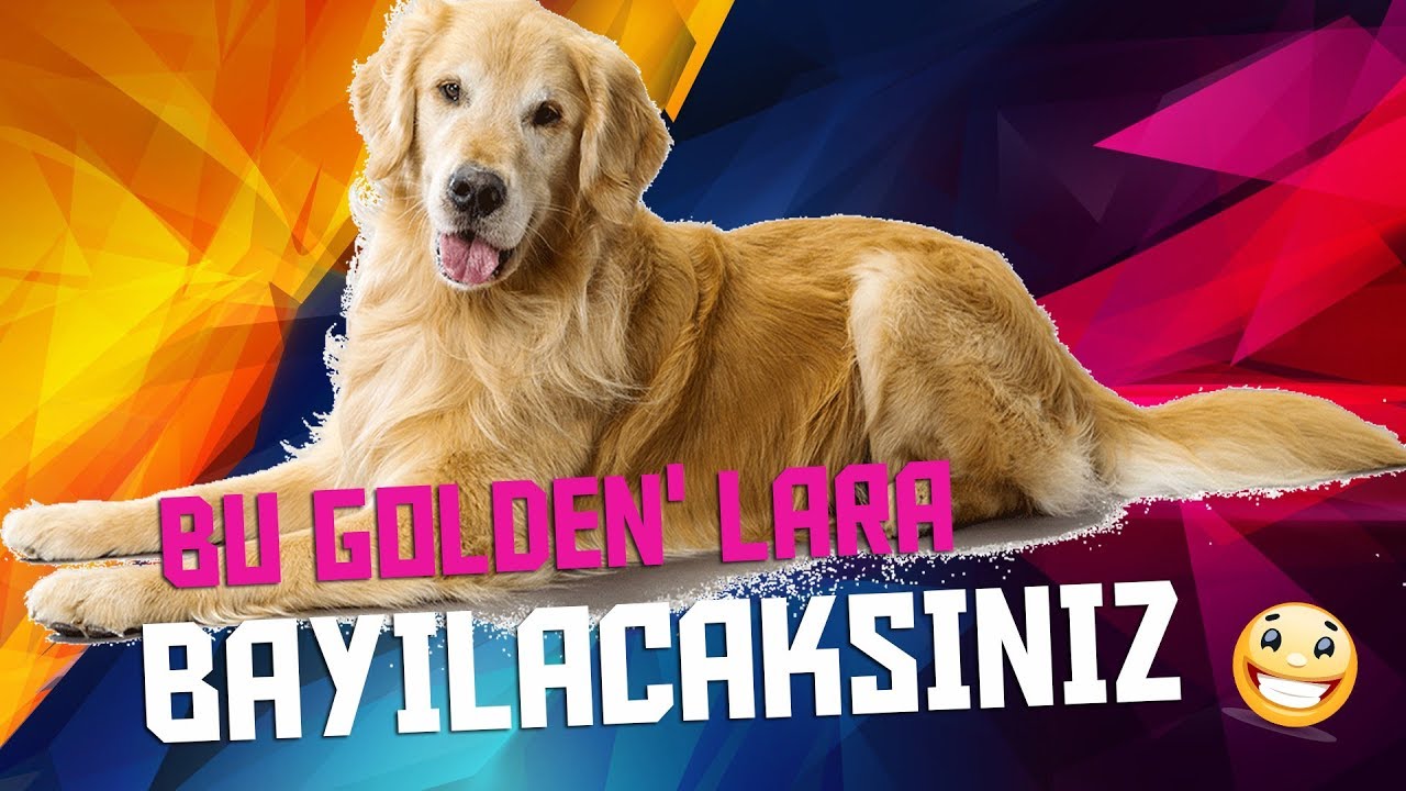 En Komik ve Sevimli Golden Köpekler ( Komik ve Eğlenceli Anlar ) Funny Moments