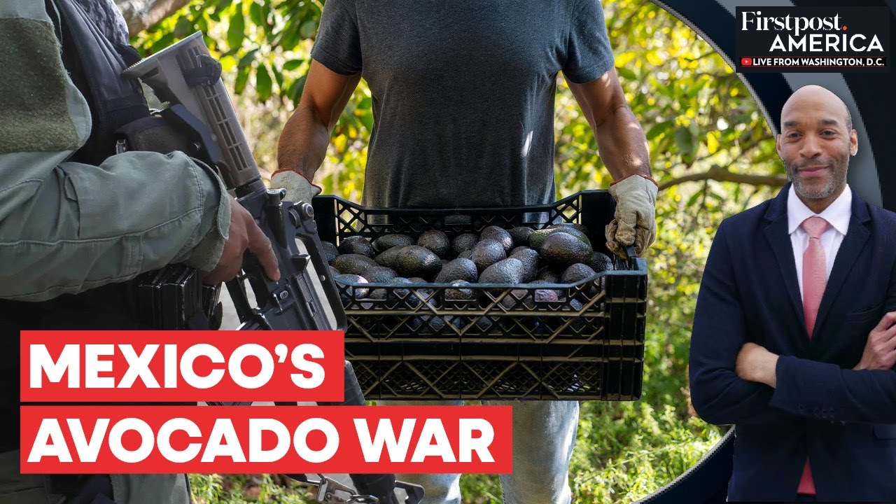 MEXİCO AVOCADO FARMERS TAKE UP ARMS AGAİNST CARTEL VİOLENCE