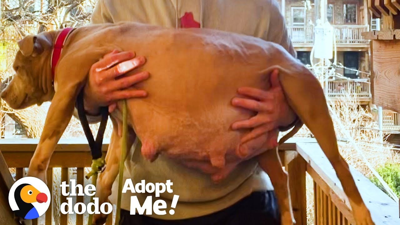 GUY DECİDES TO FOSTER A VERY PREGNANT PİT BULL WHO NEEDS A HOME NOW | THE DODO ADOPT ME!