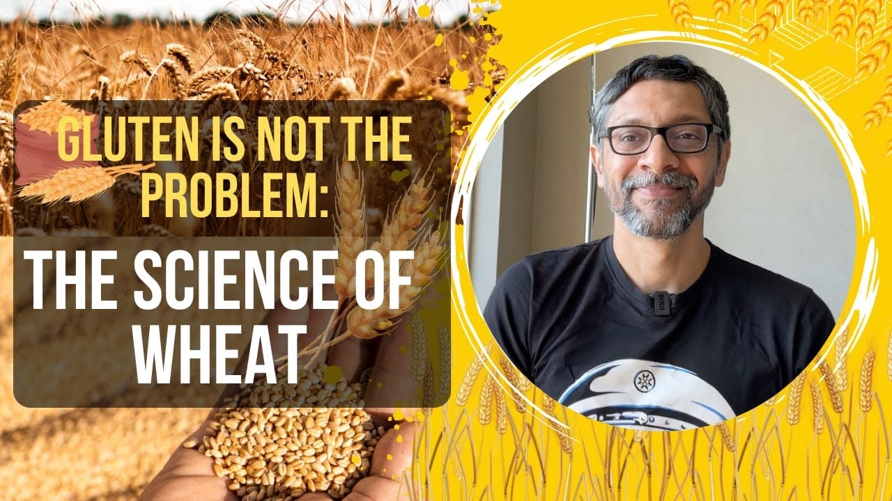 GLUTEN İS NOT THE PROBLEM: THE SCİENCE OF WHEAT