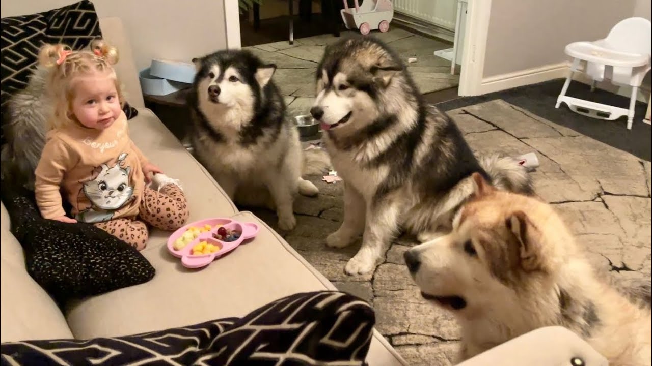 Dogs Go Crazy For Baby Girl Coming Home! Hungry Wolves (And Cat!!)