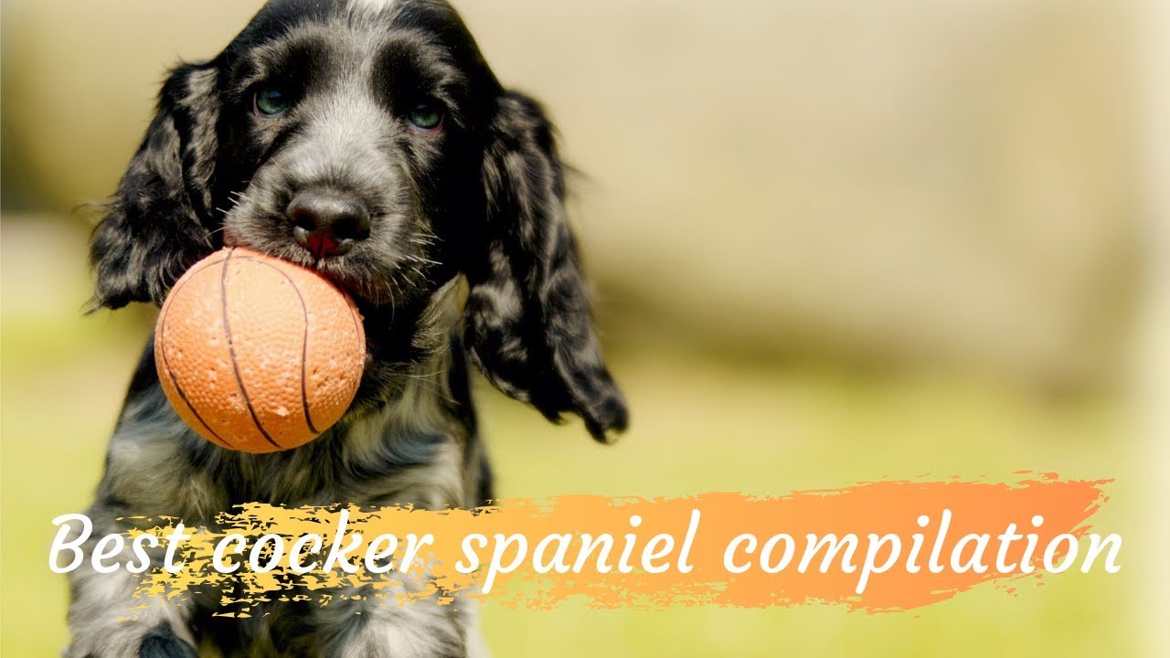 COCKER SPANİEL FUNNY COMPİLATİON | PUPPİES TALES